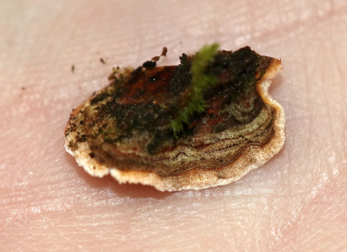 Stereum sp. - Stereum gausapatum or Stereum hirsutum? I'm torn on the ID for this - Stereum gausapatum or Stereum hirsutum?<br />
<br />
The fruiting bodies were fuzzy with zones of color on one side and smooth on the opposite. Cream colored margin. Resupinate and effused/reflexed with guttation. The smooth side bruised orange/brown when marked.<br />
<br />
Habitat: Growing on rotting oak in a mixed forest.<br />
<figure class="photo"><a href="https://www.jungledragon.com/image/89087/stereum_sp._-_stereum_gausapatum_or_stereum_hirsutum.html" title="Stereum sp. - Stereum gausapatum or Stereum hirsutum?"><img src="https://s3.amazonaws.com/media.jungledragon.com/images/3232/89087_thumb.jpg?AWSAccessKeyId=05GMT0V3GWVNE7GGM1R2&Expires=1770854410&Signature=%2FvL%2BMW2aWoz7pZZ8b9CnWcMQnkc%3D" width="200" height="150" alt="Stereum sp. - Stereum gausapatum or Stereum hirsutum? I'm torn on the ID for this -  Stereum gausapatum or Stereum hirsutum?<br />
<br />
The fruiting bodies were fuzzy with zones of color on one side and smooth on the opposite. Cream colored margin. Resupinate and effused/reflexed with guttation. The smooth side bruised orange/brown when marked. <br />
<br />
Habitat: Growing on rotting oak in a mixed forest.<br />
https://www.jungledragon.com/image/89089/stereum_sp._-_stereum_gausapatum_or_stereum_hirsutum.html<br />
https://www.jungledragon.com/image/89088/stereum_sp._-_stereum_gausapatum_or_stereum_hirsutum.html Geotagged,Summer,United States,stereum" /></a></figure><br />
<figure class="photo"><a href="https://www.jungledragon.com/image/89088/stereum_sp._-_stereum_gausapatum_or_stereum_hirsutum.html" title="Stereum sp. - Stereum gausapatum or Stereum hirsutum?"><img src="https://s3.amazonaws.com/media.jungledragon.com/images/3232/89088_thumb.jpg?AWSAccessKeyId=05GMT0V3GWVNE7GGM1R2&Expires=1770854410&Signature=st7KtEkhwDGto1WhO81xoqZZNOQ%3D" width="200" height="154" alt="Stereum sp. - Stereum gausapatum or Stereum hirsutum? I'm torn on the ID for this - Stereum gausapatum or Stereum hirsutum?<br />
<br />
The fruiting bodies were fuzzy with zones of color on one side and smooth on the opposite. Cream colored margin. Resupinate and effused/reflexed with guttation. The smooth side bruised orange/brown when marked.<br />
<br />
Habitat: Growing on rotting oak in a mixed forest.<br />
https://www.jungledragon.com/image/89087/stereum_sp._-_stereum_gausapatum_or_stereum_hirsutum.html<br />
https://www.jungledragon.com/image/89089/stereum_sp._-_stereum_gausapatum_or_stereum_hirsutum.html Geotagged,Summer,United States" /></a></figure> Geotagged,Summer,United States