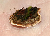 Stereum sp. - Stereum gausapatum or Stereum hirsutum? I'm torn on the ID for this - Stereum gausapatum or Stereum hirsutum?<br />
<br />
The fruiting bodies were fuzzy with zones of color on one side and smooth on the opposite. Cream colored margin. Resupinate and effused/reflexed with guttation. The smooth side bruised orange/brown when marked.<br />
<br />
Habitat: Growing on rotting oak in a mixed forest.<br />
https://www.jungledragon.com/image/89087/stereum_sp._-_stereum_gausapatum_or_stereum_hirsutum.html<br />
https://www.jungledragon.com/image/89088/stereum_sp._-_stereum_gausapatum_or_stereum_hirsutum.html Geotagged,Summer,United States