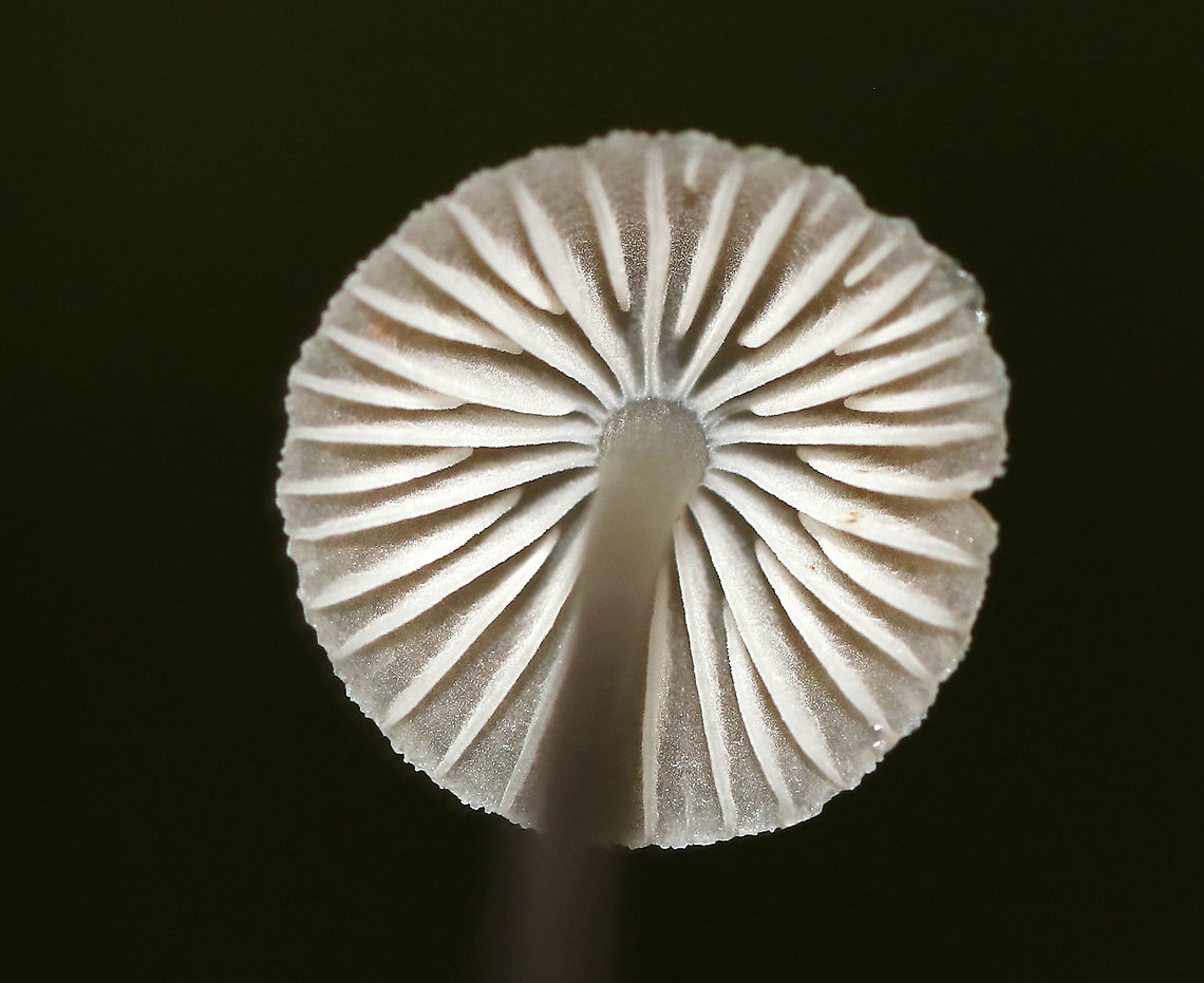 Mycena sp. - Mycena rosella? Cap: Lined/pleated; fragile; tan with darker brown in center<br />
Gills: White; attached; frequent short gills<br />
Stem: translucent grayish near apex and darker gray/blackish brown near base; It had little &ldquo;roots&rdquo; at base<br />
Habitat: Growing on rotting wood in a mixed forest<br />
<br />
*Maybe Mycena rosella??<br />
<figure class="photo"><a href="https://www.jungledragon.com/image/89092/mycena_sp._-_mycena_rosella.html" title="Mycena sp. - Mycena rosella?"><img src="https://s3.amazonaws.com/media.jungledragon.com/images/3232/89092_thumb.jpg?AWSAccessKeyId=05GMT0V3GWVNE7GGM1R2&Expires=1769040010&Signature=SAA3IQ%2Fc12rudhiAr4c%2FUPh%2B7CA%3D" width="200" height="156" alt="Mycena sp. - Mycena rosella? Cap: Lined/pleated; fragile; tan with darker brown in center<br />
Gills: White; attached; frequent short gills<br />
Stem: translucent grayish near apex and darker gray/blackish brown near base; It had little &ldquo;roots&rdquo; at base<br />
Habitat: Growing on rotting wood in a mixed forest<br />
<br />
*Maybe Mycena rosella??<br />
https://www.jungledragon.com/image/89090/mycena_sp._-_mycena_rosella.html<br />
https://www.jungledragon.com/image/89091/mycena_sp._-_mycena_rosella.html Geotagged,Summer,United States" /></a></figure><br />
<figure class="photo"><a href="https://www.jungledragon.com/image/89091/mycena_sp._-_mycena_rosella.html" title="Mycena sp. - Mycena rosella?"><img src="https://s3.amazonaws.com/media.jungledragon.com/images/3232/89091_thumb.jpg?AWSAccessKeyId=05GMT0V3GWVNE7GGM1R2&Expires=1769040010&Signature=djkvOjSWcx7HTv5ia6E43lwBslk%3D" width="114" height="152" alt="Mycena sp. - Mycena rosella? Cap: Lined/pleated; fragile; tan with darker brown in center<br />
Gills: White; attached; frequent short gills<br />
Stem: translucent grayish near apex and darker gray/blackish brown near base; It had little &ldquo;roots&rdquo; at base<br />
Habitat: Growing on rotting wood in a mixed forest<br />
<br />
*Maybe Mycena rosella??<br />
https://www.jungledragon.com/image/89090/mycena_sp._-_mycena_rosella.html<br />
https://www.jungledragon.com/image/89092/mycena_sp._-_mycena_rosella.html Geotagged,Summer,United States" /></a></figure> Geotagged,Summer,United States,fungus,mushroom,mycena