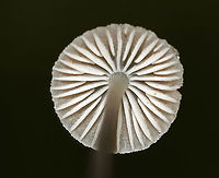 Mycena sp. - Mycena rosella? Cap: Lined/pleated; fragile; tan with darker brown in center<br />
Gills: White; attached; frequent short gills<br />
Stem: translucent grayish near apex and darker gray/blackish brown near base; It had little “roots” at base<br />
Habitat: Growing on rotting wood in a mixed forest<br />
<br />
*Maybe Mycena rosella??<br />
https://www.jungledragon.com/image/89092/mycena_sp._-_mycena_rosella.html<br />
https://www.jungledragon.com/image/89091/mycena_sp._-_mycena_rosella.html Geotagged,Summer,United States,fungus,mushroom,mycena