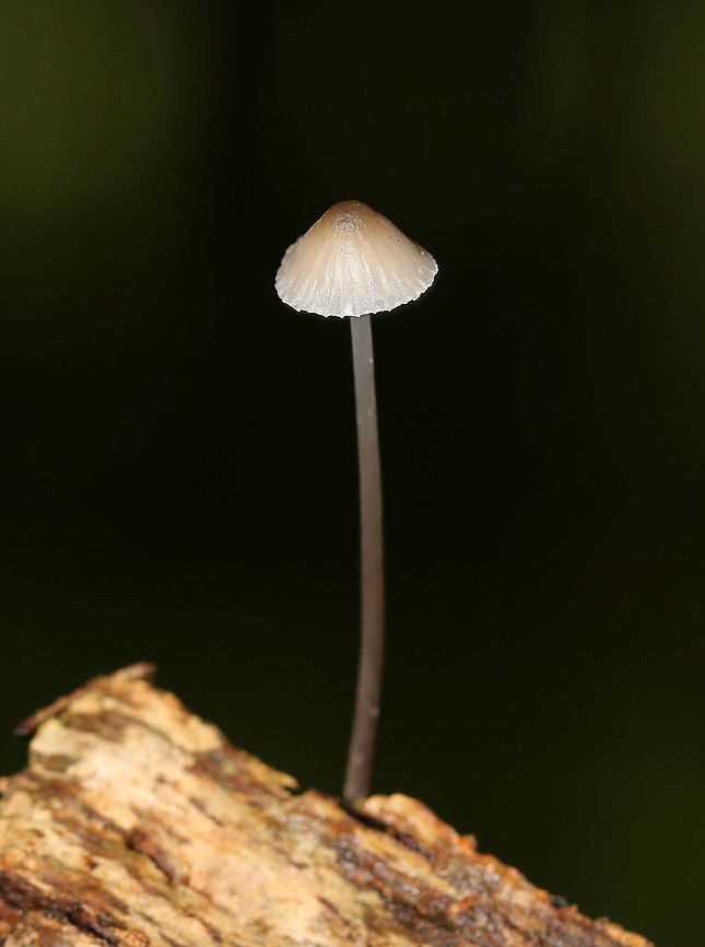 Mycena sp. - Mycena rosella? Cap: Lined/pleated; fragile; tan with darker brown in center<br />
Gills: White; attached; frequent short gills<br />
Stem: translucent grayish near apex and darker gray/blackish brown near base; It had little &ldquo;roots&rdquo; at base<br />
Habitat: Growing on rotting wood in a mixed forest<br />
<br />
*Maybe Mycena rosella??<br />
<figure class="photo"><a href="https://www.jungledragon.com/image/89090/mycena_sp._-_mycena_rosella.html" title="Mycena sp. - Mycena rosella?"><img src="https://s3.amazonaws.com/media.jungledragon.com/images/3232/89090_thumb.jpg?AWSAccessKeyId=05GMT0V3GWVNE7GGM1R2&Expires=1759968010&Signature=kgU9BvwKmo0vTVYQghMzNOnDKFU%3D" width="200" height="164" alt="Mycena sp. - Mycena rosella? Cap: Lined/pleated; fragile; tan with darker brown in center<br />
Gills: White; attached; frequent short gills<br />
Stem: translucent grayish near apex and darker gray/blackish brown near base; It had little &ldquo;roots&rdquo; at base<br />
Habitat: Growing on rotting wood in a mixed forest<br />
<br />
*Maybe Mycena rosella??<br />
https://www.jungledragon.com/image/89092/mycena_sp._-_mycena_rosella.html<br />
https://www.jungledragon.com/image/89091/mycena_sp._-_mycena_rosella.html Geotagged,Summer,United States,fungus,mushroom,mycena" /></a></figure><br />
<figure class="photo"><a href="https://www.jungledragon.com/image/89092/mycena_sp._-_mycena_rosella.html" title="Mycena sp. - Mycena rosella?"><img src="https://s3.amazonaws.com/media.jungledragon.com/images/3232/89092_thumb.jpg?AWSAccessKeyId=05GMT0V3GWVNE7GGM1R2&Expires=1759968010&Signature=8IR44TiZEd7RC19SXCDi7%2FAe0Js%3D" width="200" height="156" alt="Mycena sp. - Mycena rosella? Cap: Lined/pleated; fragile; tan with darker brown in center<br />
Gills: White; attached; frequent short gills<br />
Stem: translucent grayish near apex and darker gray/blackish brown near base; It had little &ldquo;roots&rdquo; at base<br />
Habitat: Growing on rotting wood in a mixed forest<br />
<br />
*Maybe Mycena rosella??<br />
https://www.jungledragon.com/image/89090/mycena_sp._-_mycena_rosella.html<br />
https://www.jungledragon.com/image/89091/mycena_sp._-_mycena_rosella.html Geotagged,Summer,United States" /></a></figure> Geotagged,Summer,United States