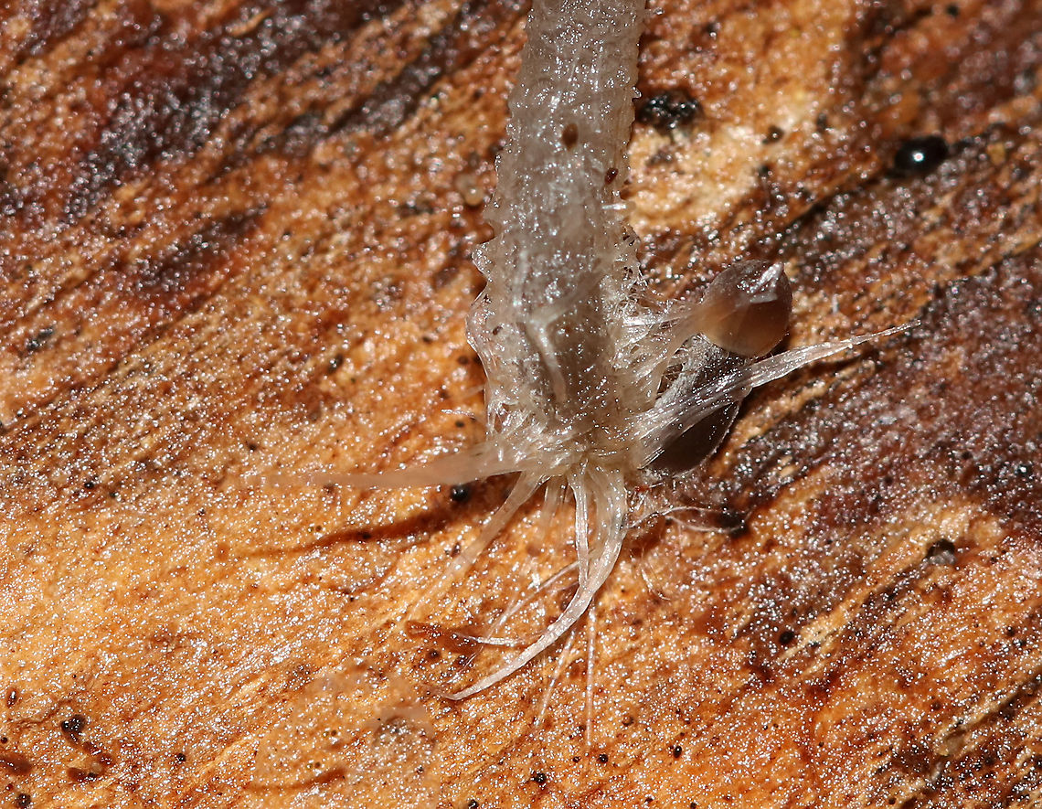 Mycena sp. - Mycena rosella? Cap: Lined/pleated; fragile; tan with darker brown in center<br />
Gills: White; attached; frequent short gills<br />
Stem: translucent grayish near apex and darker gray/blackish brown near base; It had little &ldquo;roots&rdquo; at base<br />
Habitat: Growing on rotting wood in a mixed forest<br />
<br />
*Maybe Mycena rosella??<br />
<figure class="photo"><a href="https://www.jungledragon.com/image/89090/mycena_sp._-_mycena_rosella.html" title="Mycena sp. - Mycena rosella?"><img src="https://s3.amazonaws.com/media.jungledragon.com/images/3232/89090_thumb.jpg?AWSAccessKeyId=05GMT0V3GWVNE7GGM1R2&Expires=1759968010&Signature=kgU9BvwKmo0vTVYQghMzNOnDKFU%3D" width="200" height="164" alt="Mycena sp. - Mycena rosella? Cap: Lined/pleated; fragile; tan with darker brown in center<br />
Gills: White; attached; frequent short gills<br />
Stem: translucent grayish near apex and darker gray/blackish brown near base; It had little &ldquo;roots&rdquo; at base<br />
Habitat: Growing on rotting wood in a mixed forest<br />
<br />
*Maybe Mycena rosella??<br />
https://www.jungledragon.com/image/89092/mycena_sp._-_mycena_rosella.html<br />
https://www.jungledragon.com/image/89091/mycena_sp._-_mycena_rosella.html Geotagged,Summer,United States,fungus,mushroom,mycena" /></a></figure><br />
<figure class="photo"><a href="https://www.jungledragon.com/image/89091/mycena_sp._-_mycena_rosella.html" title="Mycena sp. - Mycena rosella?"><img src="https://s3.amazonaws.com/media.jungledragon.com/images/3232/89091_thumb.jpg?AWSAccessKeyId=05GMT0V3GWVNE7GGM1R2&Expires=1759968010&Signature=855T23O8IafBaB%2BPHj8UOlgixi4%3D" width="114" height="152" alt="Mycena sp. - Mycena rosella? Cap: Lined/pleated; fragile; tan with darker brown in center<br />
Gills: White; attached; frequent short gills<br />
Stem: translucent grayish near apex and darker gray/blackish brown near base; It had little &ldquo;roots&rdquo; at base<br />
Habitat: Growing on rotting wood in a mixed forest<br />
<br />
*Maybe Mycena rosella??<br />
https://www.jungledragon.com/image/89090/mycena_sp._-_mycena_rosella.html<br />
https://www.jungledragon.com/image/89092/mycena_sp._-_mycena_rosella.html Geotagged,Summer,United States" /></a></figure> Geotagged,Summer,United States