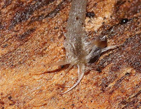 Mycena sp. - Mycena rosella? Cap: Lined/pleated; fragile; tan with darker brown in center
Gills: White; attached; frequent short gills
Stem: translucent grayish near apex and darker gray/blackish brown near base; It had little &ldquo;roots&rdquo; at base
Habitat: Growing on rotting wood in a mixed forest

*Maybe Mycena rosella??
https://www.jungledragon.com/image/89090/mycena_sp._-_mycena_rosella.html
https://www.jungledragon.com/image/89091/mycena_sp._-_mycena_rosella.html Geotagged,Summer,United States
