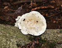 Clitocybe sp.? Maybe Clitocybe sp.?<br />
<br />
Habitat: Growing against a rock in a mixed forest<br />
https://www.jungledragon.com/image/89094/clitocybe_sp.html Geotagged,Summer,United States,clitocybe,fungus,mushroom