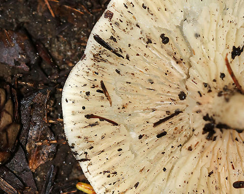 Clitocybe sp.? Maybe Clitocybe sp.?

Habitat: Growing against a rock in a mixed forest
https://www.jungledragon.com/image/89093/clitocybe_sp.html Geotagged,Summer,United States