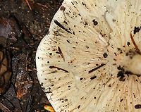 Clitocybe sp.? Maybe Clitocybe sp.?<br />
<br />
Habitat: Growing against a rock in a mixed forest<br />
https://www.jungledragon.com/image/89093/clitocybe_sp.html Geotagged,Summer,United States