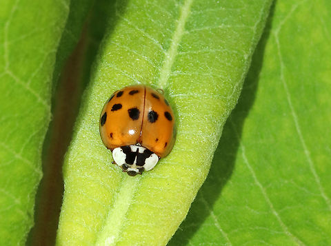 Harlequin Ladybird - Harmonia axyridis Habitat: Rural garden Geotagged,Harlequin Ladybird,Harmonia axyridis,Summer,United States,beetle,ladybug