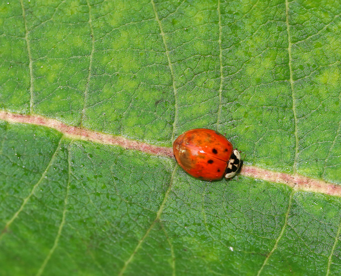 Harlequin Ladybird - Harmonia axyridis It looks like this lady has the start of an Hesperomyces virescens infection (judging by the color of her elytra).<br />
<br />
Habitat: Rural garden Geotagged,Harlequin Ladybird,Harmonia axyridis,Summer,United States,beetle,fungus,ladybug