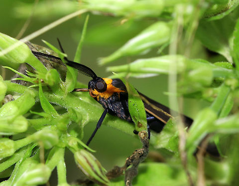 Virginia Ctenucha - Ctenucha virginica Habitat: This guy had the perfect daytime resting spot hiding in the vegetation of a garden Ctenucha,Ctenucha virginica,Geotagged,Summer,United States,Virginia Ctenucha,moth