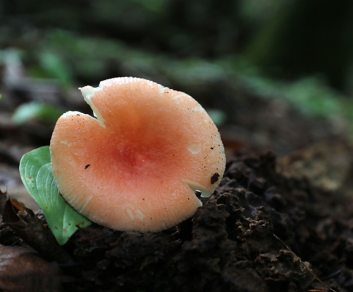 Russula sp. Pale pink Russula with white gills and stem.<br />
<br />
Habitat: Growing on rotting wood in a deciduous forest Geotagged,Russula,Summer,United States,fungus,mushroom,pink