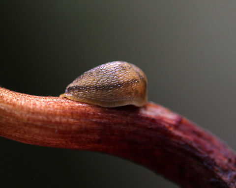 Dusky Arion Slug - Arion subfuscus Habitat: Snacking on a bolete in a deciduous forest Arion,Arion fuscus,Dusky Arion,Geotagged,Summer,United States,slug
