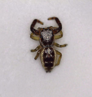 Hentzia palmarum (Female)? I came upon this spider in an unusual way. I picked up a glass of water to take a sip and felt something fuzzy and wispy hit my face. I assumed it was cat fur (:P), but when I pulled the glass away, I saw that it was spider silk. This little spider, which was only about 3 mm long, had gotten wet and wasn't moving. I scooped her up and put her on the stage of my digital scope to get some photos and because I was hoping that the heat from the light would dry her out and that she would live. It took awhile, and I nearly gave up, when I saw her start twitching. After several more minutes, her legs straightened out and she seemed completely recovered. So, I released her to a hopefully happy life.

*I think it's a female Hentzia palmarum, but am not sure.

Video of her as she was finally well enough to walk:
https://vimeo.com/387188773
https://www.jungledragon.com/image/89159/hentzia_palmarum_female.html Geotagged,Hentz Jumper,Hentzia palmarum,United States,jumping spider,spider