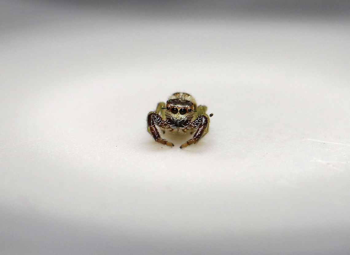 Hentzia palmarum (Female)? I came upon this spider in an unusual way. I picked up a glass of water to take a sip and felt something fuzzy and wispy hit my face. I assumed it was cat fur (:P), but when I pulled the glass away, I saw that it was spider silk. This little spider, which was only about 3 mm long, had gotten wet and wasn&#039;t moving. I scooped her up and put her on the stage of my digital scope to get some photos and because I was hoping that the heat from the light would dry her out and that she would live. It took awhile, and I nearly gave up, when I saw her start twitching. After several more minutes, her legs straightened out and she seemed completely recovered. So, I released her to a hopefully happy life.<br />
<br />
*I think it&#039;s a female Hentzia palmarum, but am not sure.<br />
<br />
Video of her as she was finally well enough to walk:<br />
<section class="video"><iframe width="448" height="252" src="https://player.vimeo.com/video/387188773?title=0&byline=0&portrait=0" frameborder="0"></iframe></section><br />
<br />
<figure class="photo"><a href="https://www.jungledragon.com/image/89158/hentzia_palmarum_female.html" title="Hentzia palmarum (Female)?"><img src="https://s3.amazonaws.com/media.jungledragon.com/images/3232/89158_thumb.jpg?AWSAccessKeyId=05GMT0V3GWVNE7GGM1R2&Expires=1767225610&Signature=ylBDOwu1Zmf5tbuzgpCy9hUuxiQ%3D" width="144" height="152" alt="Hentzia palmarum (Female)? I came upon this spider in an unusual way. I picked up a glass of water to take a sip and felt something fuzzy and wispy hit my face. I assumed it was cat fur (:P), but when I pulled the glass away, I saw that it was spider silk. This little spider, which was only about 3 mm long, had gotten wet and wasn&#039;t moving. I scooped her up and put her on the stage of my digital scope to get some photos and because I was hoping that the heat from the light would dry her out and that she would live. It took awhile, and I nearly gave up, when I saw her start twitching. After several more minutes, her legs straightened out and she seemed completely recovered. So, I released her to a hopefully happy life.<br />
<br />
*I think it&#039;s a female Hentzia palmarum, but am not sure.<br />
<br />
Video of her as she was finally well enough to walk:<br />
https://vimeo.com/387188773<br />
https://www.jungledragon.com/image/89159/hentzia_palmarum_female.html Geotagged,Hentz Jumper,Hentzia palmarum,United States,jumping spider,spider" /></a></figure> Geotagged,Hentz Jumper,Hentzia palmarum,United States,Winter,jumping spider,spider