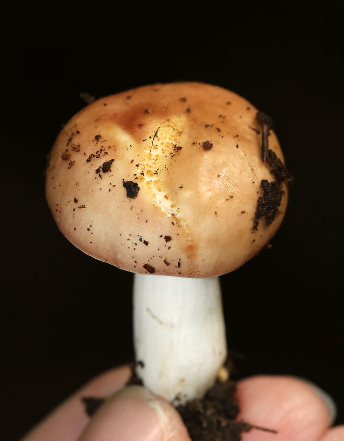 Crusty Russula - Russula crustosa group <br />
Cap: Cracks and crusty bits were starting to form; yellowish tan<br />
Gills: Attached; crowded; cream-colored<br />
Stem: white, dry, and smooth; brownish discoloration at the base<br />
Habitat: Mixed forest; growing on rotting wood/duff Crusty Russula,Geotagged,Russula crustosa,Summer,United States,russula,russula crustosa group