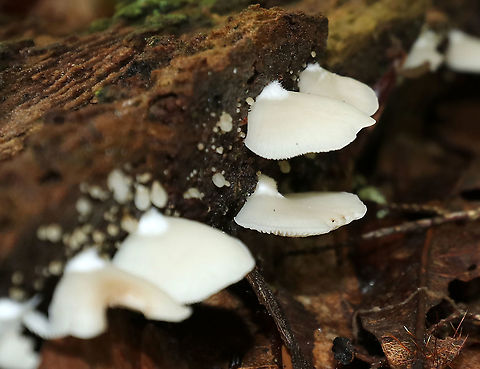 Crepidotus sp. Small, white, fragile fruiting bodies growing on rotting wood in a mostly deciduous forest
https://www.jungledragon.com/image/89170/crepidotus_sp.html Crepidotus,Geotagged,Summer,United States,fungus,mushrooms