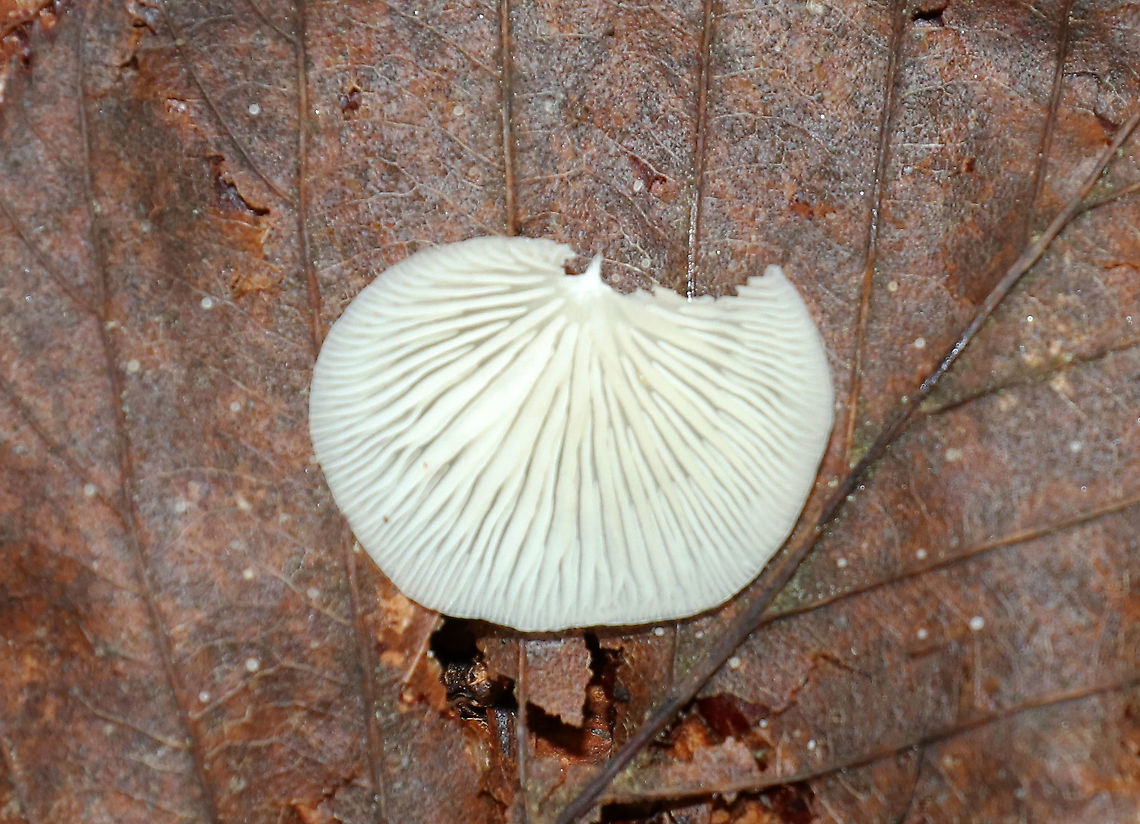 Crepidotus sp. Small, white, fragile fruiting bodies growing on rotting wood in a mostly deciduous forest<br />
<figure class="photo"><a href="https://www.jungledragon.com/image/89169/crepidotus_sp.html" title="Crepidotus sp."><img src="https://s3.amazonaws.com/media.jungledragon.com/images/3232/89169_thumb.jpg?AWSAccessKeyId=05GMT0V3GWVNE7GGM1R2&Expires=1769040010&Signature=SX1EQSg90kak3PJTYszXlAc2Rik%3D" width="200" height="154" alt="Crepidotus sp. Small, white, fragile fruiting bodies growing on rotting wood in a mostly deciduous forest<br />
https://www.jungledragon.com/image/89170/crepidotus_sp.html Crepidotus,Geotagged,Summer,United States,fungus,mushrooms" /></a></figure> Geotagged,Summer,United States