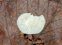 Crepidotus sp. Small, white, fragile fruiting bodies growing on rotting wood in a mostly deciduous forest<br />
https://www.jungledragon.com/image/89169/crepidotus_sp.html Geotagged,Summer,United States