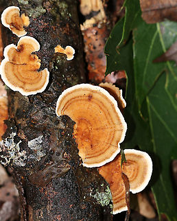 Turkey Tail - Trametes versicolor Growing on hardwood in a mostly deciduous forest
https://www.jungledragon.com/image/89172/turkey_tail_-_trametes_versicolor.html Geotagged,Summer,Trametes versicolor,United States,fungus,trametes,turkey tail