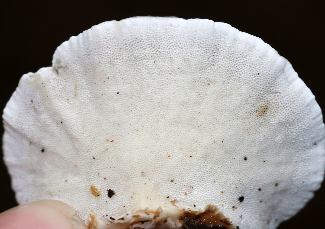 Turkey Tail - Trametes versicolor Growing on hardwood in a mostly deciduous forest<br />
<figure class="photo"><a href="https://www.jungledragon.com/image/89171/turkey_tail_-_trametes_versicolor.html" title="Turkey Tail - Trametes versicolor"><img src="https://s3.amazonaws.com/media.jungledragon.com/images/3232/89171_thumb.jpg?AWSAccessKeyId=05GMT0V3GWVNE7GGM1R2&Expires=1770854410&Signature=rxFxmWruC3DZqLslHlwzZXuNPCY%3D" width="122" height="152" alt="Turkey Tail - Trametes versicolor Growing on hardwood in a mostly deciduous forest<br />
https://www.jungledragon.com/image/89172/turkey_tail_-_trametes_versicolor.html Geotagged,Summer,Trametes versicolor,United States,fungus,trametes,turkey tail" /></a></figure> Geotagged,Summer,Trametes versicolor,Turkey Tail,United States