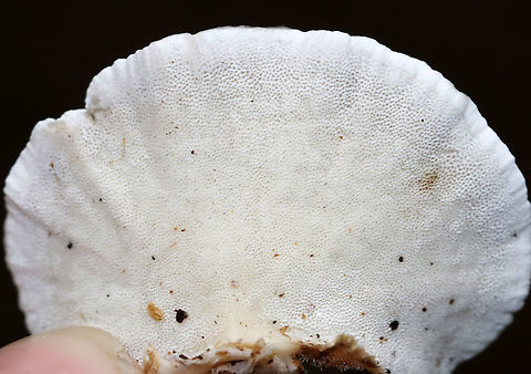Turkey Tail - Trametes versicolor Growing on hardwood in a mostly deciduous forest
https://www.jungledragon.com/image/89171/turkey_tail_-_trametes_versicolor.html Geotagged,Summer,Trametes versicolor,Turkey Tail,United States