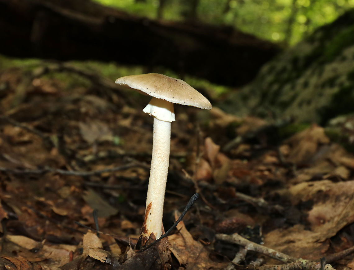 Unidentified Mushroom Cap: Light brown; plano-convex with slightly depressed center; lined margins<br />
Gills: White; crowded; frequent short gills; attached<br />
Stem: White with tan tint; fibrillose; skirt-like ring; bulbous base<br />
Habitat: Growing alone, on the ground, in a deciduous forest<br />
<figure class="photo"><a href="https://www.jungledragon.com/image/89177/unidentified_mushroom.html" title="Unidentified Mushroom"><img src="https://s3.amazonaws.com/media.jungledragon.com/images/3232/89177_thumb.jpg?AWSAccessKeyId=05GMT0V3GWVNE7GGM1R2&Expires=1769040010&Signature=pmESBVrq4Fp9o9i3xTbwao6LjM8%3D" width="200" height="134" alt="Unidentified Mushroom Cap: Light brown; plano-convex with slightly depressed center; lined margins<br />
Gills: White; crowded; frequent short gills; attached<br />
Stem: White with tan tint; fibrillose; skirt-like ring; bulbous base<br />
Habitat: Growing alone, on the ground, in a deciduous forest<br />
https://www.jungledragon.com/image/89173/unidentified_mushroom.html<br />
https://www.jungledragon.com/image/89176/unidentified_mushroom.html<br />
https://www.jungledragon.com/image/89175/unidentified_mushroom.html<br />
https://www.jungledragon.com/image/89174/unidentified_mushroom.html Geotagged,Summer,United States" /></a></figure><br />
<figure class="photo"><a href="https://www.jungledragon.com/image/89176/unidentified_mushroom.html" title="Unidentified Mushroom"><img src="https://s3.amazonaws.com/media.jungledragon.com/images/3232/89176_thumb.jpg?AWSAccessKeyId=05GMT0V3GWVNE7GGM1R2&Expires=1769040010&Signature=IJHZHGkgRYq9ClQywJSOLgh%2BBLk%3D" width="200" height="146" alt="Unidentified Mushroom Cap: Light brown; plano-convex with slightly depressed center; lined margins<br />
Gills: White; crowded; frequent short gills; attached<br />
Stem: White with tan tint; fibrillose; skirt-like ring; bulbous base<br />
Habitat: Growing alone, on the ground, in a deciduous forest<br />
https://www.jungledragon.com/image/89177/unidentified_mushroom.html<br />
https://www.jungledragon.com/image/89173/unidentified_mushroom.html<br />
https://www.jungledragon.com/image/89175/unidentified_mushroom.html<br />
https://www.jungledragon.com/image/89174/unidentified_mushroom.html Geotagged,Summer,United States" /></a></figure><br />
<figure class="photo"><a href="https://www.jungledragon.com/image/89175/unidentified_mushroom.html" title="Unidentified Mushroom"><img src="https://s3.amazonaws.com/media.jungledragon.com/images/3232/89175_thumb.jpg?AWSAccessKeyId=05GMT0V3GWVNE7GGM1R2&Expires=1769040010&Signature=0XB8jtty8xI%2Bk%2F4RvygRedp9MFU%3D" width="200" height="166" alt="Unidentified Mushroom Cap: Light brown; plano-convex with slightly depressed center; lined margins<br />
Gills: White; crowded; frequent short gills; attached<br />
Stem: White with tan tint; fibrillose; skirt-like ring; bulbous base<br />
Habitat: Growing alone, on the ground, in a deciduous forest<br />
https://www.jungledragon.com/image/89173/unidentified_mushroom.html<br />
https://www.jungledragon.com/image/89174/unidentified_mushroom.html<br />
https://www.jungledragon.com/image/89177/unidentified_mushroom.html<br />
https://www.jungledragon.com/image/89176/unidentified_mushroom.html Geotagged,Summer,United States" /></a></figure><br />
<figure class="photo"><a href="https://www.jungledragon.com/image/89174/unidentified_mushroom.html" title="Unidentified Mushroom"><img src="https://s3.amazonaws.com/media.jungledragon.com/images/3232/89174_thumb.jpg?AWSAccessKeyId=05GMT0V3GWVNE7GGM1R2&Expires=1769040010&Signature=TBriWaKfpOgedt2fWGwt9Q4BAqI%3D" width="200" height="160" alt="Unidentified Mushroom Cap: Light brown; plano-convex with slightly depressed center; lined margins<br />
Gills: White; crowded; frequent short gills; attached<br />
Stem: White with tan tint; fibrillose; skirt-like ring; bulbous base<br />
Habitat: Growing alone, on the ground, in a deciduous forest<br />
https://www.jungledragon.com/image/89175/unidentified_mushroom.html<br />
https://www.jungledragon.com/image/89173/unidentified_mushroom.html<br />
https://www.jungledragon.com/image/89177/unidentified_mushroom.html<br />
https://www.jungledragon.com/image/89176/unidentified_mushroom.html Geotagged,Summer,United States" /></a></figure> Geotagged,Summer,United States,fungus,mushroom