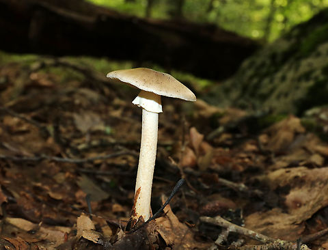 Unidentified Mushroom Cap: Light brown; plano-convex with slightly depressed center; lined margins
Gills: White; crowded; frequent short gills; attached
Stem: White with tan tint; fibrillose; skirt-like ring; bulbous base
Habitat: Growing alone, on the ground, in a deciduous forest
https://www.jungledragon.com/image/89177/unidentified_mushroom.html
https://www.jungledragon.com/image/89176/unidentified_mushroom.html
https://www.jungledragon.com/image/89175/unidentified_mushroom.html
https://www.jungledragon.com/image/89174/unidentified_mushroom.html Geotagged,Summer,United States,fungus,mushroom