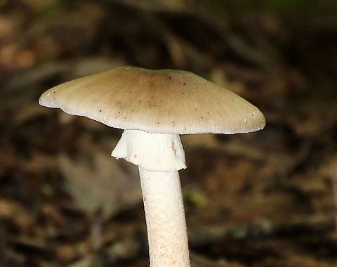 Unidentified Mushroom Cap: Light brown; plano-convex with slightly depressed center; lined margins
Gills: White; crowded; frequent short gills; attached
Stem: White with tan tint; fibrillose; skirt-like ring; bulbous base
Habitat: Growing alone, on the ground, in a deciduous forest
https://www.jungledragon.com/image/89175/unidentified_mushroom.html
https://www.jungledragon.com/image/89173/unidentified_mushroom.html
https://www.jungledragon.com/image/89177/unidentified_mushroom.html
https://www.jungledragon.com/image/89176/unidentified_mushroom.html Geotagged,Summer,United States
