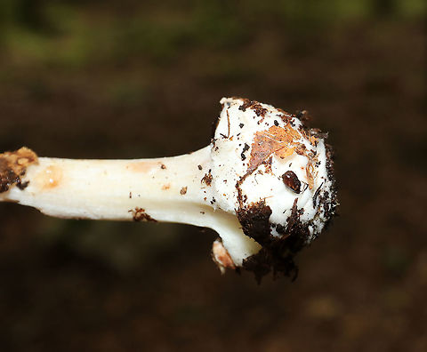 Unidentified Mushroom Cap: Light brown; plano-convex with slightly depressed center; lined margins
Gills: White; crowded; frequent short gills; attached
Stem: White with tan tint; fibrillose; skirt-like ring; bulbous base
Habitat: Growing alone, on the ground, in a deciduous forest
https://www.jungledragon.com/image/89173/unidentified_mushroom.html
https://www.jungledragon.com/image/89174/unidentified_mushroom.html
https://www.jungledragon.com/image/89177/unidentified_mushroom.html
https://www.jungledragon.com/image/89176/unidentified_mushroom.html Geotagged,Summer,United States