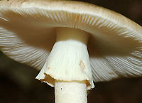 Unidentified Mushroom Cap: Light brown; plano-convex with slightly depressed center; lined margins<br />
Gills: White; crowded; frequent short gills; attached<br />
Stem: White with tan tint; fibrillose; skirt-like ring; bulbous base<br />
Habitat: Growing alone, on the ground, in a deciduous forest<br />
https://www.jungledragon.com/image/89177/unidentified_mushroom.html<br />
https://www.jungledragon.com/image/89173/unidentified_mushroom.html<br />
https://www.jungledragon.com/image/89175/unidentified_mushroom.html<br />
https://www.jungledragon.com/image/89174/unidentified_mushroom.html Geotagged,Summer,United States