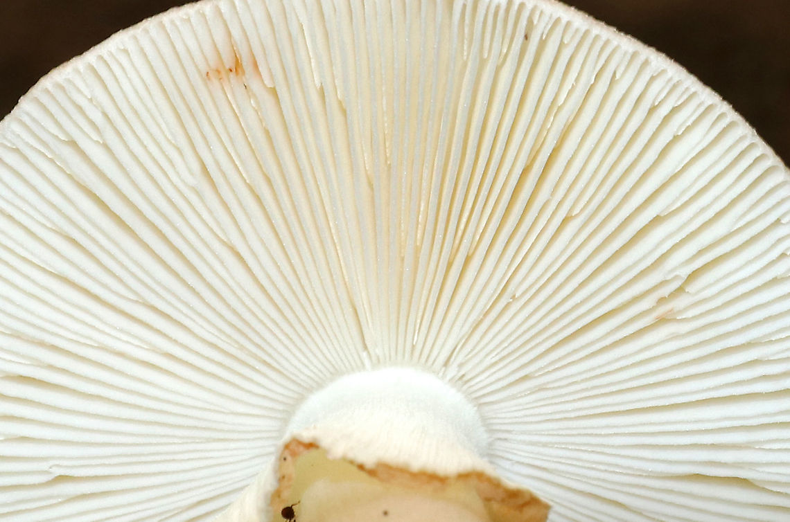 Unidentified Mushroom Cap: Light brown; plano-convex with slightly depressed center; lined margins<br />
Gills: White; crowded; frequent short gills; attached<br />
Stem: White with tan tint; fibrillose; skirt-like ring; bulbous base<br />
Habitat: Growing alone, on the ground, in a deciduous forest<br />
<figure class="photo"><a href="https://www.jungledragon.com/image/89173/unidentified_mushroom.html" title="Unidentified Mushroom"><img src="https://s3.amazonaws.com/media.jungledragon.com/images/3232/89173_thumb.jpg?AWSAccessKeyId=05GMT0V3GWVNE7GGM1R2&Expires=1769040010&Signature=%2BHrAOUzOmco8V7gjivwovFwTiTY%3D" width="200" height="154" alt="Unidentified Mushroom Cap: Light brown; plano-convex with slightly depressed center; lined margins<br />
Gills: White; crowded; frequent short gills; attached<br />
Stem: White with tan tint; fibrillose; skirt-like ring; bulbous base<br />
Habitat: Growing alone, on the ground, in a deciduous forest<br />
https://www.jungledragon.com/image/89177/unidentified_mushroom.html<br />
https://www.jungledragon.com/image/89176/unidentified_mushroom.html<br />
https://www.jungledragon.com/image/89175/unidentified_mushroom.html<br />
https://www.jungledragon.com/image/89174/unidentified_mushroom.html Geotagged,Summer,United States,fungus,mushroom" /></a></figure><br />
<figure class="photo"><a href="https://www.jungledragon.com/image/89176/unidentified_mushroom.html" title="Unidentified Mushroom"><img src="https://s3.amazonaws.com/media.jungledragon.com/images/3232/89176_thumb.jpg?AWSAccessKeyId=05GMT0V3GWVNE7GGM1R2&Expires=1769040010&Signature=IJHZHGkgRYq9ClQywJSOLgh%2BBLk%3D" width="200" height="146" alt="Unidentified Mushroom Cap: Light brown; plano-convex with slightly depressed center; lined margins<br />
Gills: White; crowded; frequent short gills; attached<br />
Stem: White with tan tint; fibrillose; skirt-like ring; bulbous base<br />
Habitat: Growing alone, on the ground, in a deciduous forest<br />
https://www.jungledragon.com/image/89177/unidentified_mushroom.html<br />
https://www.jungledragon.com/image/89173/unidentified_mushroom.html<br />
https://www.jungledragon.com/image/89175/unidentified_mushroom.html<br />
https://www.jungledragon.com/image/89174/unidentified_mushroom.html Geotagged,Summer,United States" /></a></figure><br />
<figure class="photo"><a href="https://www.jungledragon.com/image/89175/unidentified_mushroom.html" title="Unidentified Mushroom"><img src="https://s3.amazonaws.com/media.jungledragon.com/images/3232/89175_thumb.jpg?AWSAccessKeyId=05GMT0V3GWVNE7GGM1R2&Expires=1769040010&Signature=0XB8jtty8xI%2Bk%2F4RvygRedp9MFU%3D" width="200" height="166" alt="Unidentified Mushroom Cap: Light brown; plano-convex with slightly depressed center; lined margins<br />
Gills: White; crowded; frequent short gills; attached<br />
Stem: White with tan tint; fibrillose; skirt-like ring; bulbous base<br />
Habitat: Growing alone, on the ground, in a deciduous forest<br />
https://www.jungledragon.com/image/89173/unidentified_mushroom.html<br />
https://www.jungledragon.com/image/89174/unidentified_mushroom.html<br />
https://www.jungledragon.com/image/89177/unidentified_mushroom.html<br />
https://www.jungledragon.com/image/89176/unidentified_mushroom.html Geotagged,Summer,United States" /></a></figure><br />
<figure class="photo"><a href="https://www.jungledragon.com/image/89174/unidentified_mushroom.html" title="Unidentified Mushroom"><img src="https://s3.amazonaws.com/media.jungledragon.com/images/3232/89174_thumb.jpg?AWSAccessKeyId=05GMT0V3GWVNE7GGM1R2&Expires=1769040010&Signature=TBriWaKfpOgedt2fWGwt9Q4BAqI%3D" width="200" height="160" alt="Unidentified Mushroom Cap: Light brown; plano-convex with slightly depressed center; lined margins<br />
Gills: White; crowded; frequent short gills; attached<br />
Stem: White with tan tint; fibrillose; skirt-like ring; bulbous base<br />
Habitat: Growing alone, on the ground, in a deciduous forest<br />
https://www.jungledragon.com/image/89175/unidentified_mushroom.html<br />
https://www.jungledragon.com/image/89173/unidentified_mushroom.html<br />
https://www.jungledragon.com/image/89177/unidentified_mushroom.html<br />
https://www.jungledragon.com/image/89176/unidentified_mushroom.html Geotagged,Summer,United States" /></a></figure> Geotagged,Summer,United States