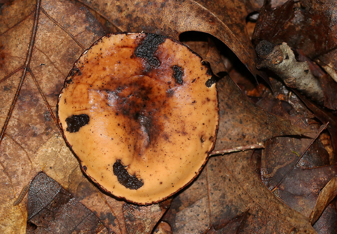 Peanut Butter Cup Fungus - Galiella rufa Cup fungus that resembles a peanut butter cup! The cup is closed at first, but then opens to form a shallow cup. The outer surface is blackish brown while the inner surface is tannish brown.<br />
<br />
Habitat: deciduous forest Galiella,Galiella rufa,Geotagged,Peanut Butter Cup Fungus,Summer,United States,fungus