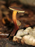 Unidentified Mushroom - Boletaceae Cap: Dry and rough; reddish brown; nearly flat<br />
Pores: Yellow; did not bruise blue<br />
Stem: Curved; reddish at the base and yellowish near apex<br />
Habitat: Growing on rotting birch in a mostly deciduous forest<br />
https://www.jungledragon.com/image/89181/unidentified_mushroom_-_boletaceae.html<br />
https://www.jungledragon.com/image/89180/unidentified_mushroom_-_boletaceae.html Boletaceae,Geotagged,Summer,United States,bolete,fungus,mushroom