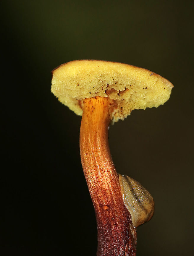 Unidentified Mushroom - Boletaceae Cap: Dry and rough; reddish brown; nearly flat<br />
Pores: Yellow; did not bruise blue<br />
Stem: Curved; reddish at the base and yellowish near apex<br />
Habitat: Growing on rotting birch in a mostly deciduous forest<br />
<figure class="photo"><a href="https://www.jungledragon.com/image/89179/unidentified_mushroom_-_boletaceae.html" title="Unidentified Mushroom - Boletaceae"><img src="https://s3.amazonaws.com/media.jungledragon.com/images/3232/89179_thumb.jpg?AWSAccessKeyId=05GMT0V3GWVNE7GGM1R2&Expires=1761782410&Signature=usWC8FjLZ01d657uG4n3yi5djsw%3D" width="114" height="152" alt="Unidentified Mushroom - Boletaceae Cap: Dry and rough; reddish brown; nearly flat<br />
Pores: Yellow; did not bruise blue<br />
Stem: Curved; reddish at the base and yellowish near apex<br />
Habitat: Growing on rotting birch in a mostly deciduous forest<br />
https://www.jungledragon.com/image/89181/unidentified_mushroom_-_boletaceae.html<br />
https://www.jungledragon.com/image/89180/unidentified_mushroom_-_boletaceae.html Boletaceae,Geotagged,Summer,United States,bolete,fungus,mushroom" /></a></figure><br />
<figure class="photo"><a href="https://www.jungledragon.com/image/89181/unidentified_mushroom_-_boletaceae.html" title="Unidentified Mushroom - Boletaceae"><img src="https://s3.amazonaws.com/media.jungledragon.com/images/3232/89181_thumb.jpg?AWSAccessKeyId=05GMT0V3GWVNE7GGM1R2&Expires=1761782410&Signature=%2FV7ICgV4k6pRJImalKl7FFW4dlc%3D" width="200" height="154" alt="Unidentified Mushroom - Boletaceae Cap: Dry and rough; reddish brown; nearly flat<br />
Pores: Yellow; did not bruise blue<br />
Stem: Curved; reddish at the base and yellowish near apex<br />
Habitat: Growing on rotting birch in a mostly deciduous forest<br />
https://www.jungledragon.com/image/89179/unidentified_mushroom_-_boletaceae.html<br />
https://www.jungledragon.com/image/89180/unidentified_mushroom_-_boletaceae.html Geotagged,Summer,United States" /></a></figure> Geotagged,Summer,United States