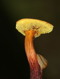 Unidentified Mushroom - Boletaceae Cap: Dry and rough; reddish brown; nearly flat
Pores: Yellow; did not bruise blue
Stem: Curved; reddish at the base and yellowish near apex
Habitat: Growing on rotting birch in a mostly deciduous forest
https://www.jungledragon.com/image/89179/unidentified_mushroom_-_boletaceae.html
https://www.jungledragon.com/image/89181/unidentified_mushroom_-_boletaceae.html Geotagged,Summer,United States