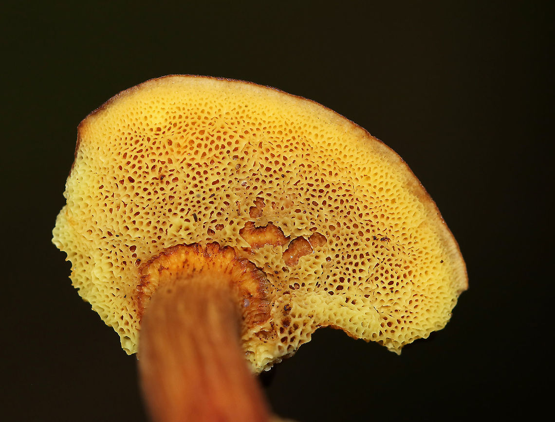 Unidentified Mushroom - Boletaceae Cap: Dry and rough; reddish brown; nearly flat<br />
Pores: Yellow; did not bruise blue<br />
Stem: Curved; reddish at the base and yellowish near apex<br />
Habitat: Growing on rotting birch in a mostly deciduous forest<br />
<figure class="photo"><a href="https://www.jungledragon.com/image/89179/unidentified_mushroom_-_boletaceae.html" title="Unidentified Mushroom - Boletaceae"><img src="https://s3.amazonaws.com/media.jungledragon.com/images/3232/89179_thumb.jpg?AWSAccessKeyId=05GMT0V3GWVNE7GGM1R2&Expires=1770854410&Signature=AFsLTnKFU1y%2FeH46vaktdhyx%2Fb0%3D" width="114" height="152" alt="Unidentified Mushroom - Boletaceae Cap: Dry and rough; reddish brown; nearly flat<br />
Pores: Yellow; did not bruise blue<br />
Stem: Curved; reddish at the base and yellowish near apex<br />
Habitat: Growing on rotting birch in a mostly deciduous forest<br />
https://www.jungledragon.com/image/89181/unidentified_mushroom_-_boletaceae.html<br />
https://www.jungledragon.com/image/89180/unidentified_mushroom_-_boletaceae.html Boletaceae,Geotagged,Summer,United States,bolete,fungus,mushroom" /></a></figure><br />
<figure class="photo"><a href="https://www.jungledragon.com/image/89180/unidentified_mushroom_-_boletaceae.html" title="Unidentified Mushroom - Boletaceae"><img src="https://s3.amazonaws.com/media.jungledragon.com/images/3232/89180_thumb.jpg?AWSAccessKeyId=05GMT0V3GWVNE7GGM1R2&Expires=1770854410&Signature=SB%2ByBKY8Gi%2B2ECODm1QHwbhn5yI%3D" width="116" height="152" alt="Unidentified Mushroom - Boletaceae Cap: Dry and rough; reddish brown; nearly flat<br />
Pores: Yellow; did not bruise blue<br />
Stem: Curved; reddish at the base and yellowish near apex<br />
Habitat: Growing on rotting birch in a mostly deciduous forest<br />
https://www.jungledragon.com/image/89179/unidentified_mushroom_-_boletaceae.html<br />
https://www.jungledragon.com/image/89181/unidentified_mushroom_-_boletaceae.html Geotagged,Summer,United States" /></a></figure> Geotagged,Summer,United States