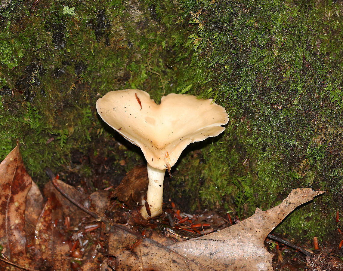 Infundibulicybe gibba Cap: Smooth; tan; funnel shaped<br />
Gills: White/cream; decurrent; crowded<br />
Stipe: No ring; equal; white, basal mycelium<br />
Habitat: Growing under oak in a mixed forest<br />
<figure class="photo"><a href="https://www.jungledragon.com/image/89183/infundibulicybe_gibba.html" title="Infundibulicybe gibba"><img src="https://s3.amazonaws.com/media.jungledragon.com/images/3232/89183_thumb.jpg?AWSAccessKeyId=05GMT0V3GWVNE7GGM1R2&Expires=1759968010&Signature=tC7kFccPwfG%2BSjPOgB1NOPIjQBI%3D" width="200" height="200" alt="Infundibulicybe gibba Cap: Smooth; tan; funnel shaped<br />
Gills: White/cream; decurrent; crowded<br />
Stipe: No ring; equal; white, basal mycelium<br />
Habitat: Growing under oak in a mixed forest<br />
https://www.jungledragon.com/image/89182/infundibulicybe_gibba.html Geotagged,Infundibulicybe gibba,Summer,United States" /></a></figure> Geotagged,Infundibulicybe,Infundibulicybe gibba,Summer,United States,fungus,mushroom