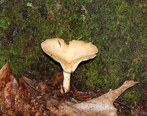 Infundibulicybe gibba Cap: Smooth; tan; funnel shaped
Gills: White/cream; decurrent; crowded
Stipe: No ring; equal; white, basal mycelium
Habitat: Growing under oak in a mixed forest
https://www.jungledragon.com/image/89183/infundibulicybe_gibba.html Geotagged,Infundibulicybe,Infundibulicybe gibba,Summer,United States,fungus,mushroom