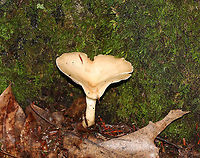 Infundibulicybe gibba Cap: Smooth; tan; funnel shaped<br />
Gills: White/cream; decurrent; crowded<br />
Stipe: No ring; equal; white, basal mycelium<br />
Habitat: Growing under oak in a mixed forest<br />
https://www.jungledragon.com/image/89183/infundibulicybe_gibba.html Geotagged,Infundibulicybe,Infundibulicybe gibba,Summer,United States,fungus,mushroom