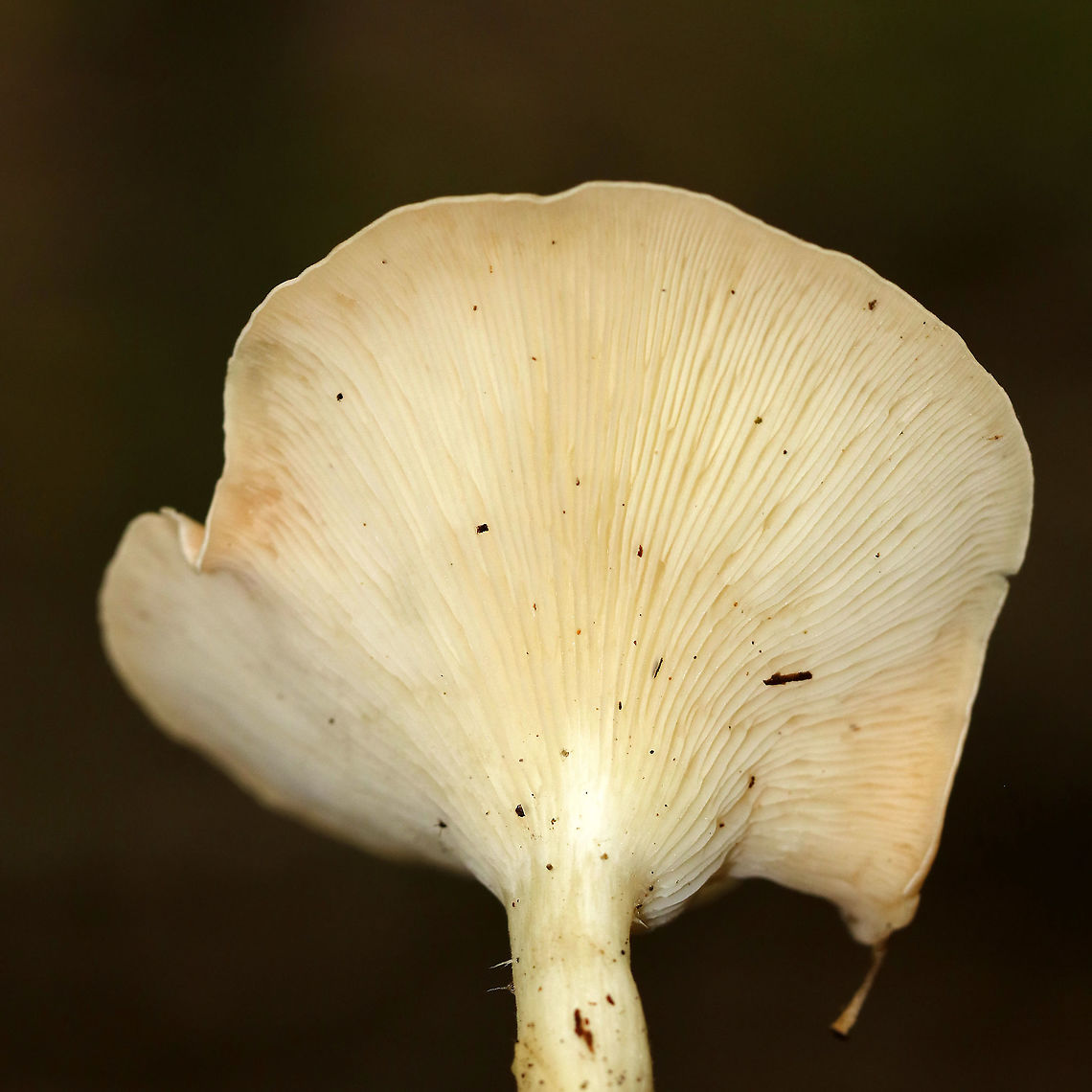 Infundibulicybe gibba Cap: Smooth; tan; funnel shaped<br />
Gills: White/cream; decurrent; crowded<br />
Stipe: No ring; equal; white, basal mycelium<br />
Habitat: Growing under oak in a mixed forest<br />
<figure class="photo"><a href="https://www.jungledragon.com/image/89182/infundibulicybe_gibba.html" title="Infundibulicybe gibba"><img src="https://s3.amazonaws.com/media.jungledragon.com/images/3232/89182_thumb.jpg?AWSAccessKeyId=05GMT0V3GWVNE7GGM1R2&Expires=1767225610&Signature=zW6tz1NnepqUZlnete5J1RI2ngM%3D" width="200" height="160" alt="Infundibulicybe gibba Cap: Smooth; tan; funnel shaped<br />
Gills: White/cream; decurrent; crowded<br />
Stipe: No ring; equal; white, basal mycelium<br />
Habitat: Growing under oak in a mixed forest<br />
https://www.jungledragon.com/image/89183/infundibulicybe_gibba.html Geotagged,Infundibulicybe,Infundibulicybe gibba,Summer,United States,fungus,mushroom" /></a></figure> Geotagged,Infundibulicybe gibba,Summer,United States