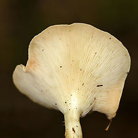 Infundibulicybe gibba Cap: Smooth; tan; funnel shaped<br />
Gills: White/cream; decurrent; crowded<br />
Stipe: No ring; equal; white, basal mycelium<br />
Habitat: Growing under oak in a mixed forest<br />
https://www.jungledragon.com/image/89182/infundibulicybe_gibba.html Geotagged,Infundibulicybe gibba,Summer,United States