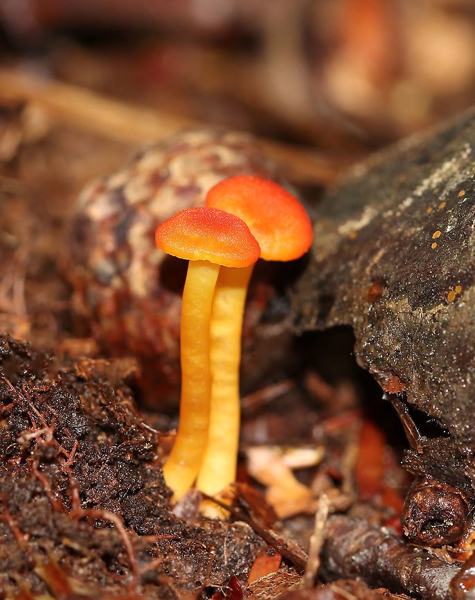 Hygrocybe squamulosa Habitat: Growing on the ground in a mixed forest Geotagged,Hygrocybe squamulosa,Summer,United States,hygrocybe,mushroom