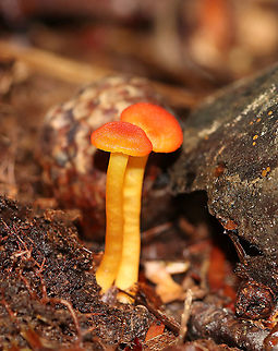 Hygrocybe squamulosa Habitat: Growing on the ground in a mixed forest Geotagged,Hygrocybe squamulosa,Summer,United States,hygrocybe,mushroom