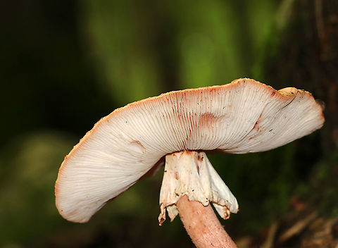 Eastern American Blusher - Amanita amerirubescens Habitat: Deciduous forest Amanita amerirubescens,Eastern American Blusher,Geotagged,Summer,United States