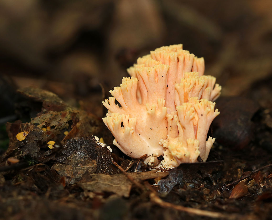 Ramaria formosa The fruiting body was overall a pale peach color with yellowish tips and a white base.<br />
<br />
Habitat: Growing on the ground in a mostly deciduous forest<br />
<br />
 Beautiful clavaria,Geotagged,Ramaria formosa,Summer,United States,coral fungus,ramaria