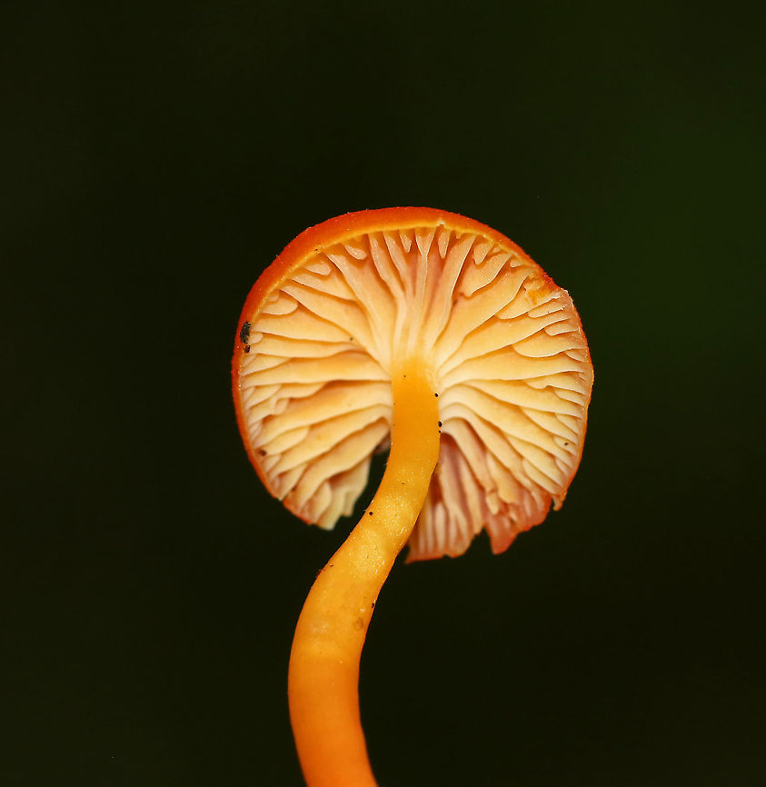 Hygrocybe squamulosa Cap was reddish and dry. The gills were attached to the stem, pale yellow, and had frequent short gills. The stipe was orange, greasy, and had a white base. The cap was about 25 mm in diameter.<br />
<br />
Habitat: Growing on the ground in a mixed forest<br />
 Geotagged,Hygrocybe squamulosa,Summer,United States,hygrocybe,mushroom