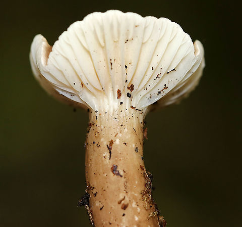 Lactifluus gerardii Habitat: Deciduous forest
https://www.jungledragon.com/image/89198/unidentified_mushroom.html
https://www.jungledragon.com/image/89197/unidentified_mushroom.html Geotagged,Lactifluus gerardii,Summer,United States,fungus,mushroom