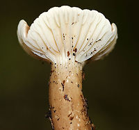 Lactifluus gerardii Habitat: Deciduous forest<br />
https://www.jungledragon.com/image/89198/unidentified_mushroom.html<br />
https://www.jungledragon.com/image/89197/unidentified_mushroom.html Geotagged,Lactifluus gerardii,Summer,United States,fungus,mushroom