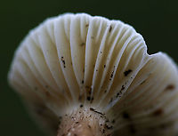 Lactifluus gerardii Habitat: Deciduous forest<br />
https://www.jungledragon.com/image/89196/unidentified_mushroom.html<br />
https://www.jungledragon.com/image/89198/unidentified_mushroom.html Geotagged,Lactifluus gerardii,Summer,United States