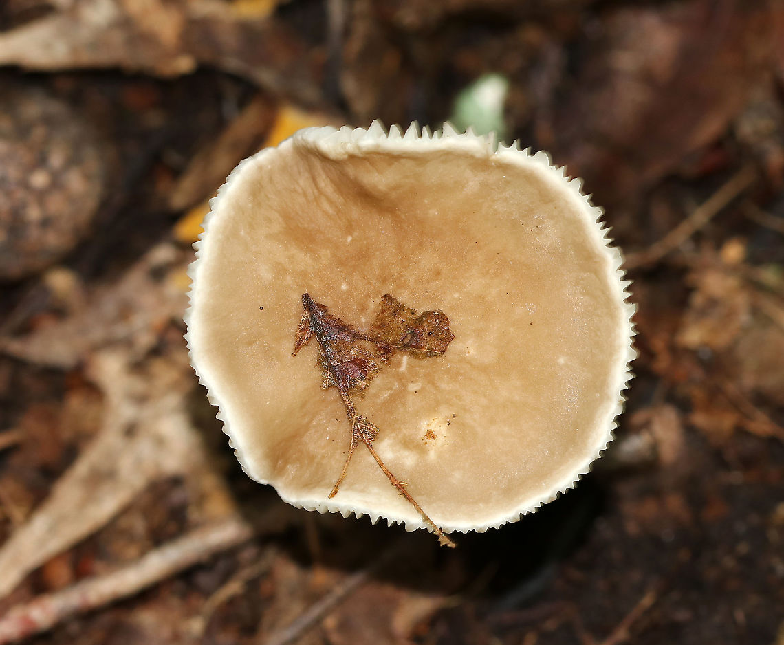 Lactifluus gerardii <br />
Habitat: Deciduous forest<br />
<figure class="photo"><a href="https://www.jungledragon.com/image/89196/lactifluus_gerardii.html" title="Lactifluus gerardii"><img src="https://s3.amazonaws.com/media.jungledragon.com/images/3232/89196_thumb.jpg?AWSAccessKeyId=05GMT0V3GWVNE7GGM1R2&Expires=1759968010&Signature=GI%2BPyYVuN8A2LIagXPg3wXqX3Vw%3D" width="200" height="188" alt="Lactifluus gerardii Habitat: Deciduous forest<br />
https://www.jungledragon.com/image/89198/unidentified_mushroom.html<br />
https://www.jungledragon.com/image/89197/unidentified_mushroom.html Geotagged,Lactifluus gerardii,Summer,United States,fungus,mushroom" /></a></figure><br />
<figure class="photo"><a href="https://www.jungledragon.com/image/89197/lactifluus_gerardii.html" title="Lactifluus gerardii"><img src="https://s3.amazonaws.com/media.jungledragon.com/images/3232/89197_thumb.jpg?AWSAccessKeyId=05GMT0V3GWVNE7GGM1R2&Expires=1759968010&Signature=u2DCLSspiPtcuWOTxFo0NYqMvD0%3D" width="200" height="154" alt="Lactifluus gerardii Habitat: Deciduous forest<br />
https://www.jungledragon.com/image/89196/unidentified_mushroom.html<br />
https://www.jungledragon.com/image/89198/unidentified_mushroom.html Geotagged,Lactifluus gerardii,Summer,United States" /></a></figure> Geotagged,Lactifluus gerardii,Summer,United States