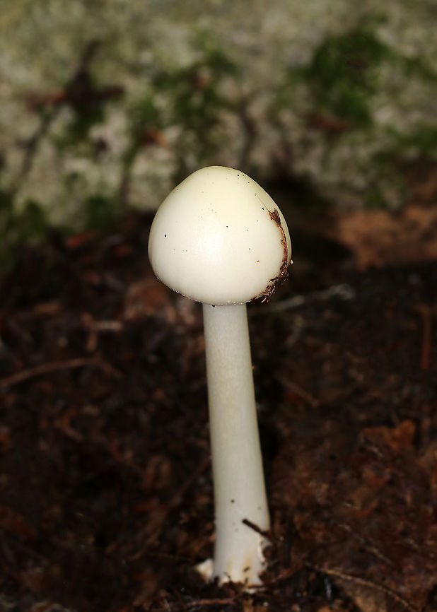 Eastern North American Destroying Angel - Amanita bisporigera Cap: White; smooth, but sticky; conical<br />
Gills; white; crowded; free<br />
Stem: White; bulbous base with a well-developed sac; ring near top of the stem<br />
Habitat: Growing in duff in a mostly deciduous forest<br />
<br />
**DEADLY poisonous**<br />
<figure class="photo"><a href="https://www.jungledragon.com/image/89201/eastern_north_american_destroying_angel_-_amanita_bisporigera.html" title="Eastern North American Destroying Angel - Amanita bisporigera"><img src="https://s3.amazonaws.com/media.jungledragon.com/images/3232/89201_thumb.jpg?AWSAccessKeyId=05GMT0V3GWVNE7GGM1R2&Expires=1769040010&Signature=ebYiDJWFt%2BNDk9df1P3bEJXYaMs%3D" width="130" height="152" alt="Eastern North American Destroying Angel - Amanita bisporigera Cap: White; smooth, but sticky; conical<br />
Gills; white; crowded; free<br />
Stem: White; bulbous base with a well-developed sac; ring near top of the stem<br />
Habitat: Growing in duff in a mostly deciduous forest<br />
<br />
**DEADLY poisonous**<br />
https://www.jungledragon.com/image/89200/eastern_north_american_destroying_angel_-_amanita_bisporigera.html<br />
https://www.jungledragon.com/image/89199/eastern_north_american_destroying_angel_-_amanita_bisporigera.html Amanita bisporigera,Eastern North American destroying angel,Geotagged,Summer,United States" /></a></figure><br />
<figure class="photo"><a href="https://www.jungledragon.com/image/89200/eastern_north_american_destroying_angel_-_amanita_bisporigera.html" title="Eastern North American Destroying Angel - Amanita bisporigera"><img src="https://s3.amazonaws.com/media.jungledragon.com/images/3232/89200_thumb.jpg?AWSAccessKeyId=05GMT0V3GWVNE7GGM1R2&Expires=1769040010&Signature=YpeZalZcpdMEXCcfo16Usb0AV7E%3D" width="200" height="152" alt="Eastern North American Destroying Angel - Amanita bisporigera Cap: White; smooth, but sticky; conical<br />
Gills; white; crowded; free<br />
Stem: White; bulbous base with a well-developed sac; ring near top of the stem<br />
Habitat: Growing in duff in a mostly deciduous forest<br />
<br />
**DEADLY poisonous**<br />
<br />
https://www.jungledragon.com/image/89201/eastern_north_american_destroying_angel_-_amanita_bisporigera.html<br />
https://www.jungledragon.com/image/89199/eastern_north_american_destroying_angel_-_amanita_bisporigera.html Amanita bisporigera,Eastern North American destroying angel,Geotagged,Summer,United States" /></a></figure> Amanita,Amanita bisporigera,Eastern North American destroying angel,Geotagged,Summer,United States,destroying angel,mushroom,white mushroom